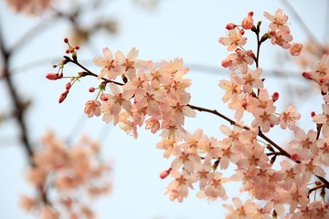 四月樱花.jpg