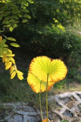 60CA4238-54BD-49C6-9313-905635D7BB52/L0/001