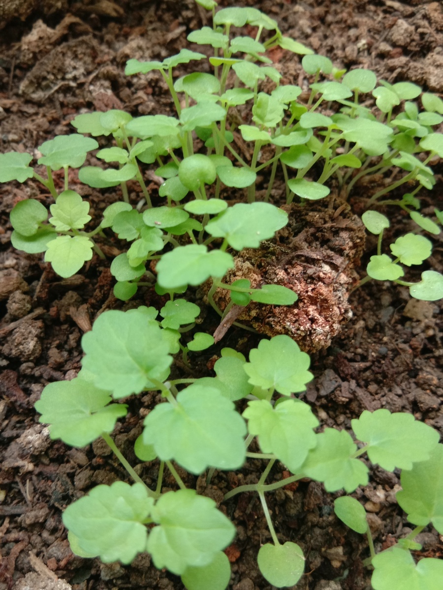 藿香苗新生嫩芽
