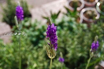 1097348_735654527_rotate.jpg
