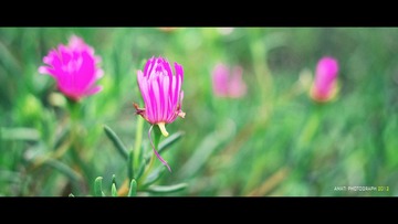 IMGP6606-1.jpg