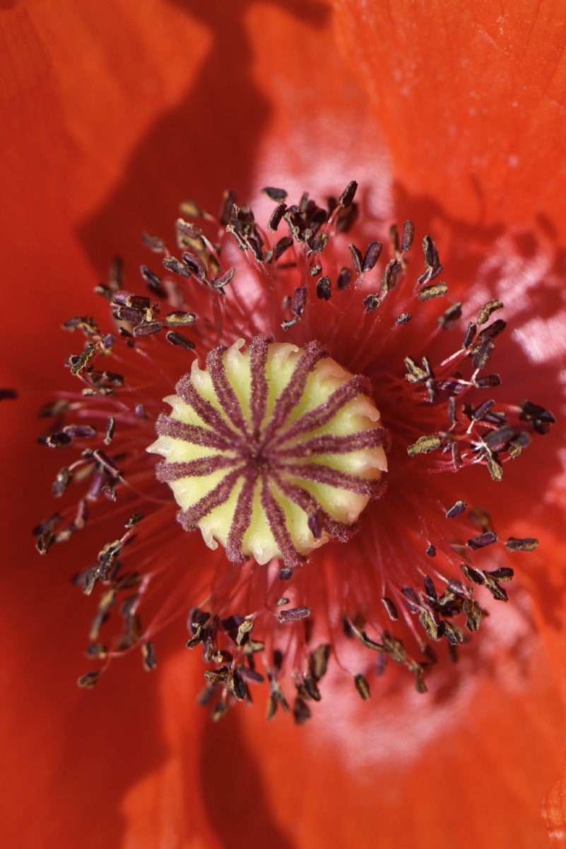 漂亮的虞美人花蕊