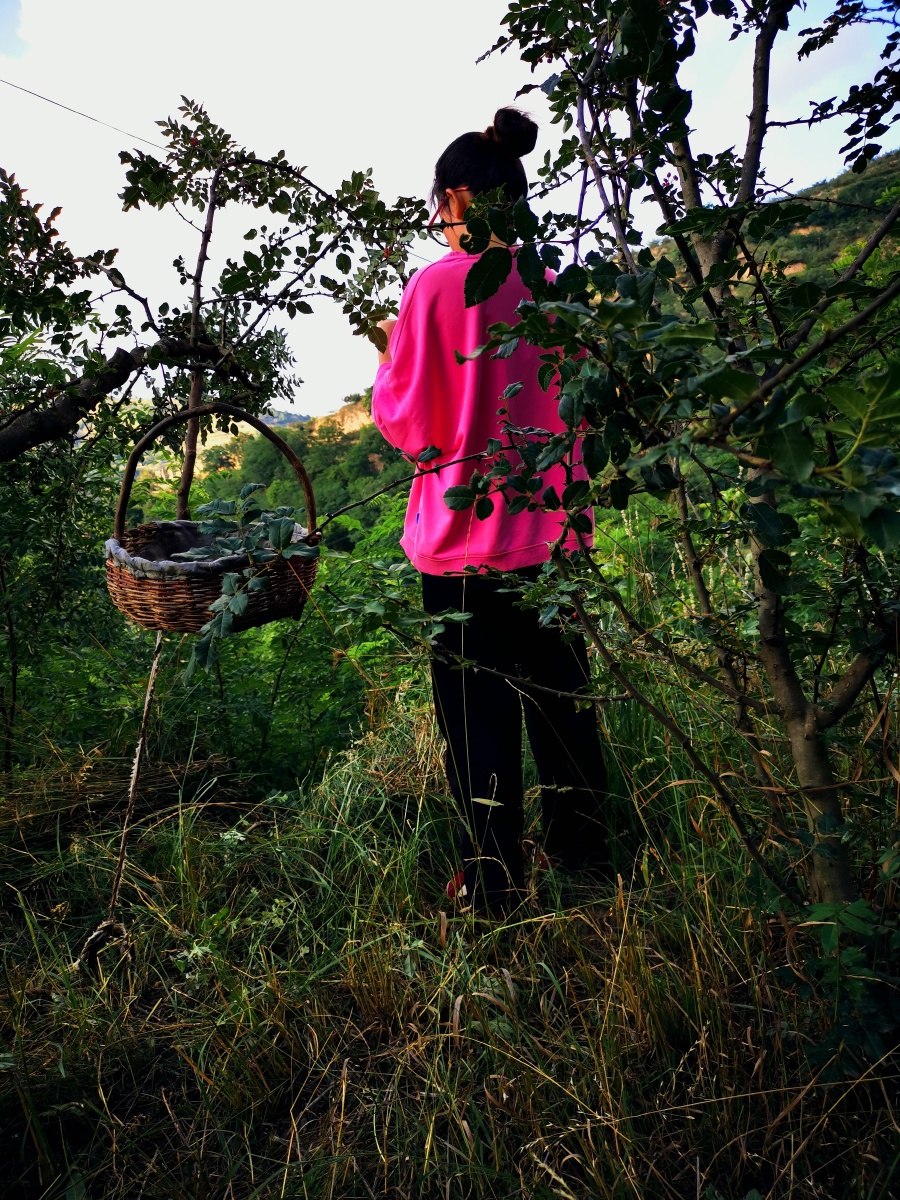 乡村七月摘花椒的时节