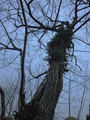 IMG_20461.jpg
