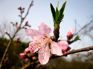 IMG_7333.jpg