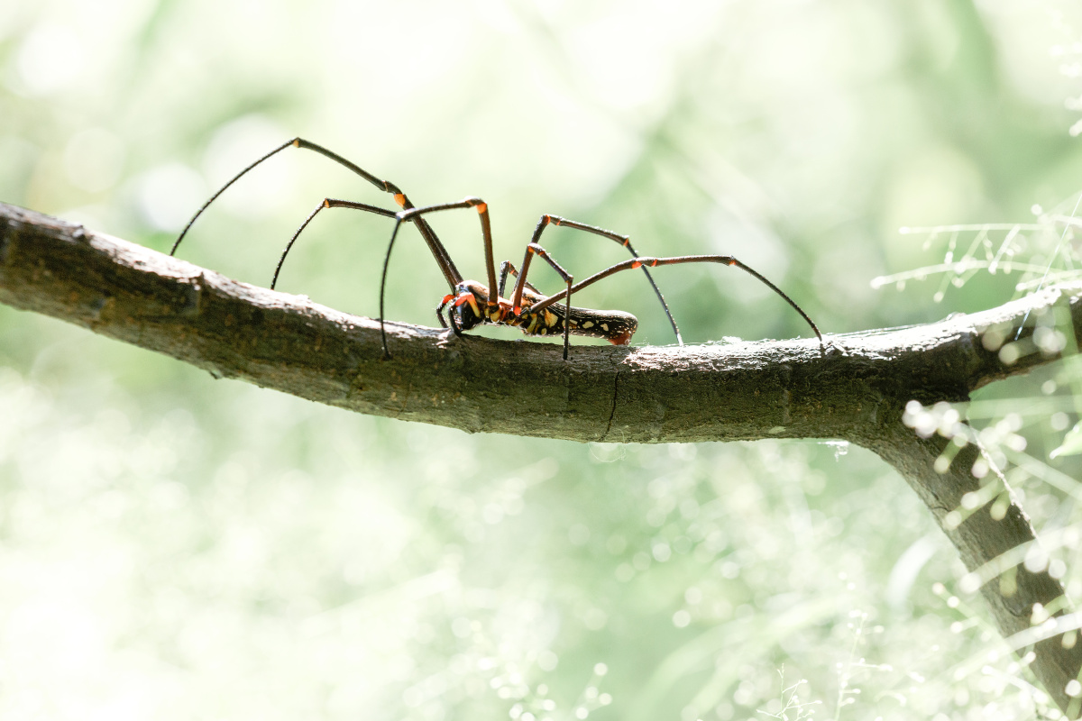 一只爬过树干的八脚蜘蛛.