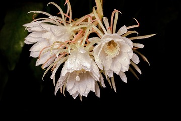 _ZFW7880-s昙花-觉岸张望