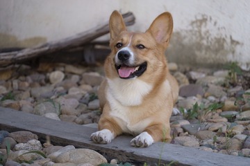 7064