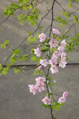 DSCF1454-1.jpg