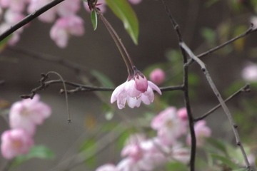DSCF1455-1.jpg