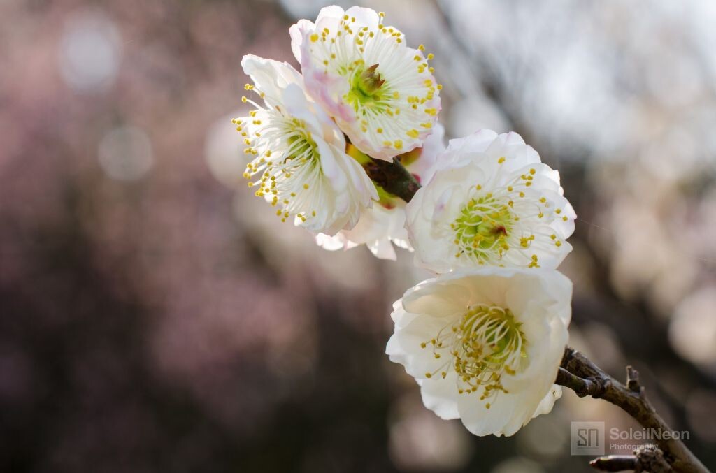 白色梅花<br />
