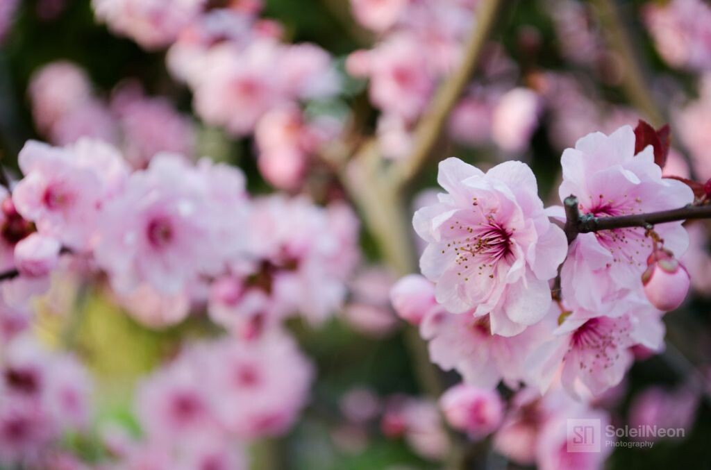 粉色的梅花<br />
