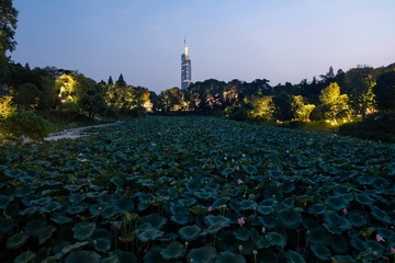 Lotus in Xuanwu lake in Nanjing city at sunset-05525 STOCK