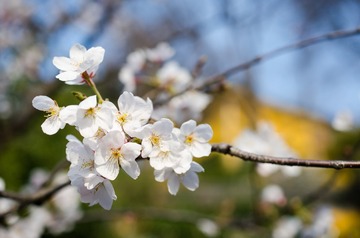 Sakura at Jiming Temple-3