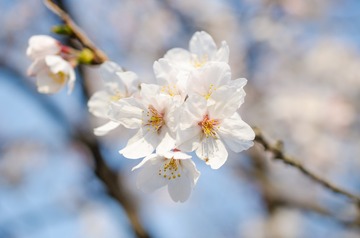 Sakura at Jiming Temple-5
