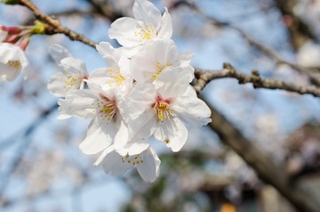Sakura at Jiming Temple-6