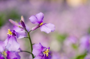 Purple Violet-4