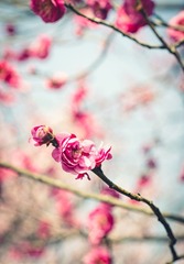 Red Plum Blossom