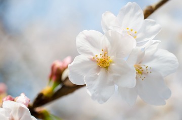 Cherry Blossom on the Branch