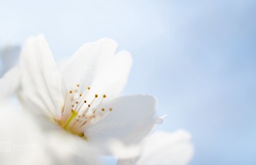 White Cherry Blossom Under The Micro Lens-2