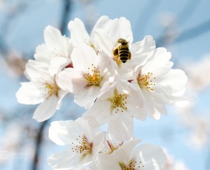 White Cherry Blossoms And Flying Bee
