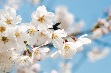 White Cherry Blossoms on the Branch