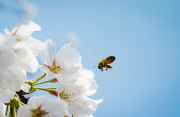 Cherry Blossoms and Flying Bee-2