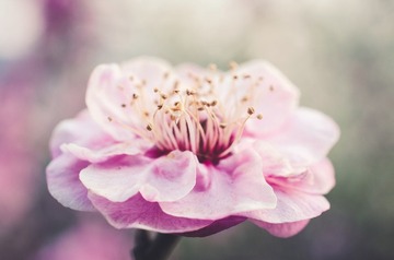 Pink Plum Blossom