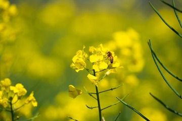 Rape Flowers 20210404-18