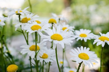 Cluster of Little Gerbera.jpg