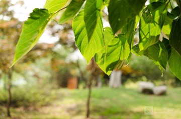 Green Leaves.jpg