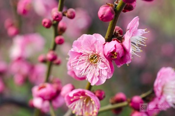 Red Blossoms 5