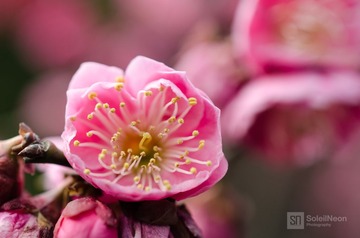 Red Blossoms