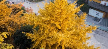 Gingko Tree