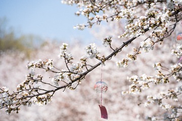 Cherry Blossoms in Sifang Museum 20230313-DSC06897