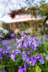Bunch of Violet 2