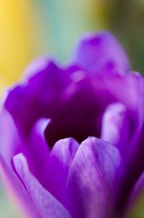 Purple Tulip Micro Shot