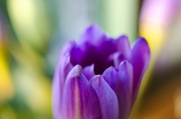 Purple Tulip