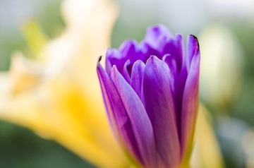 Tulip