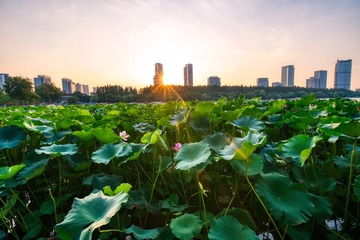 Lotus in Xuanwu lake in Nanjing city at sunset 20190825 AURORAHDR STOCK