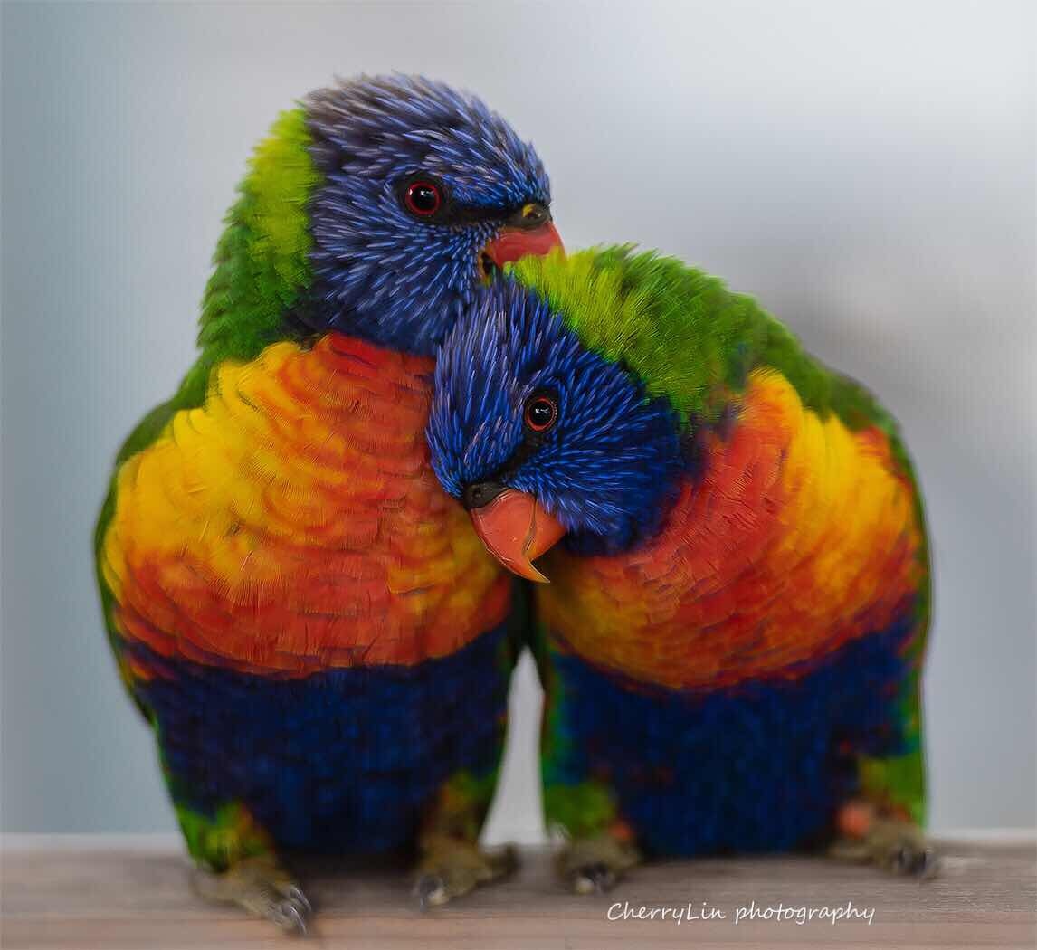 cherryll - 图虫网 - 优质摄影师交流社区