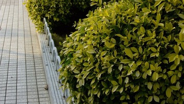 DSCF8226.JPG