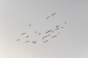 C3306244-4CC7-46FB-95C3-FC750ABC4971/L0/001