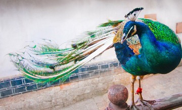 bird.jpg