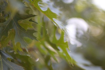 IMG_1533.jpg