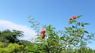 15CF8619-7BD8-4CC5-B5AC-A04EF14B0C63/L0/001
