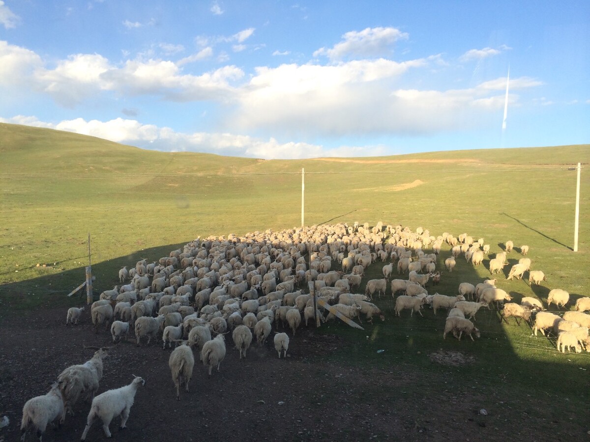 黑山羊养殖 养羊场,发酵床养羊优良品种公山羊容易长胖