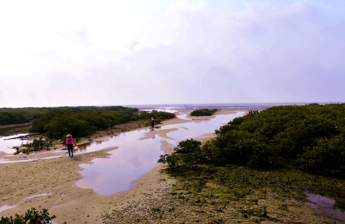 北海红树林赶海
