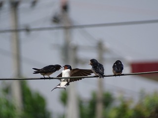 ED0D99BF-78E1-424C-A8D8-C343F6355393/L0/001