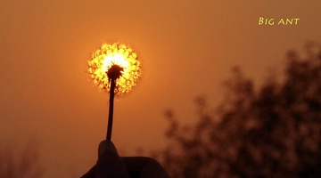 夕阳蒲公英.jpg
